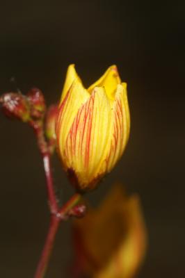Millepertuis à feuilles de lin, Millepertuis à feu Hypericum linariifolium Vahl, 1790