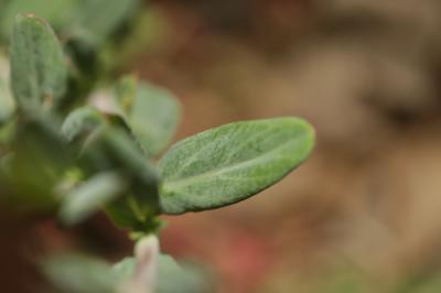 Millepertuis à feuilles de lin, Millepertuis à feu Hypericum linariifolium Vahl, 1790