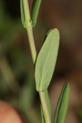 Millepertuis à feuilles de lin, Millepertuis à feu Hypericum linariifolium Vahl, 1790