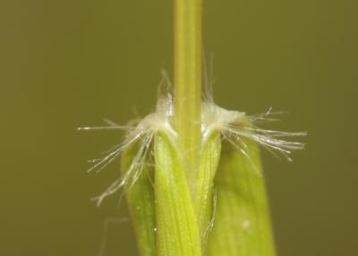 Danthonie, Sieglingie retombante Danthonia decumbens (L.) DC., 1805