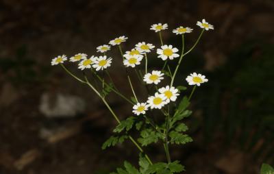 Grande camomille, Tanaisie Parthénium Tanacetum parthenium (L.) Sch.Bip., 1844