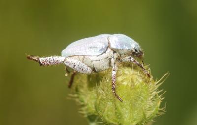 Hoplie bleue (L') Hoplia coerulea (Drury, 1773)
