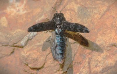Bupreste du rosier Coraebus rubi (Linnaeus, 1767)