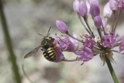  Anthidium oblongatum (Illiger, 1806)