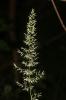 Calamagrostide faux-roseau, Roseau des montagnes Calamagrostis arundinacea (L.) Roth, 1788