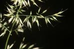 Calamagrostide faux-roseau, Roseau des montagnes Calamagrostis arundinacea (L.) Roth, 1788