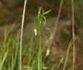 Ail des collines Allium lusitanicum Lam., 1783