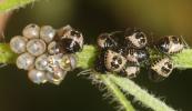 Punaise nébuleuse, Punaise grise Rhaphigaster nebulosa (Poda, 1761)