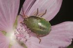  Piezodorus lituratus (Fabricius, 1794)