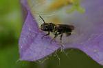  Chelostoma foveolatum (Morawitz, 1868)