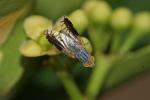  Capitites ramulosa (Loew, 1844)