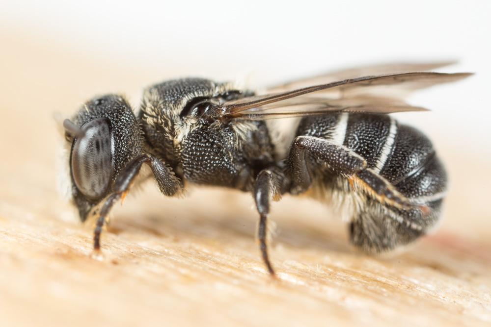 Heriades crenulata Nylander, 1856