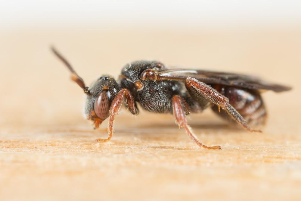 Nomada panurgina Morawitz, 1869
