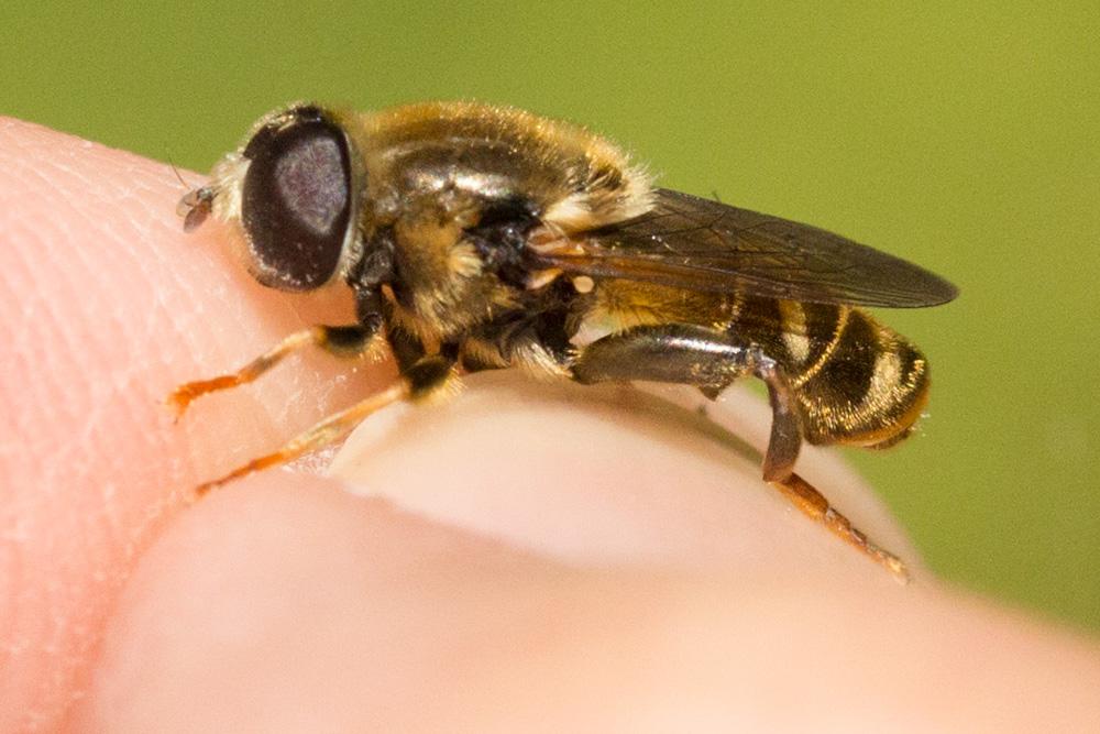 Merodon avidus (Rossi, 1790)