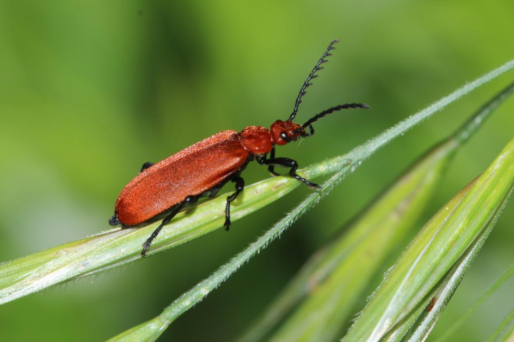 Cardinal à tête rouge Pyrochroa serraticornis (Scopoli, 1763)