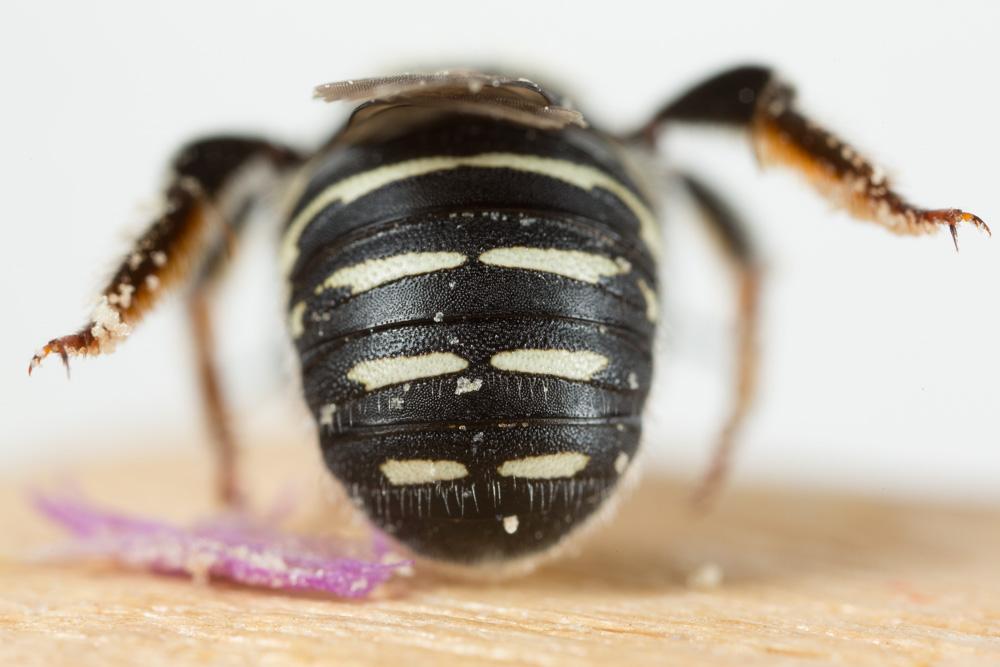 Anthidium diadema Latreille, 1809