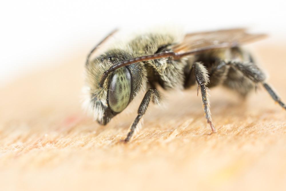 Osmia caerulescens (Linnaeus, 1758)