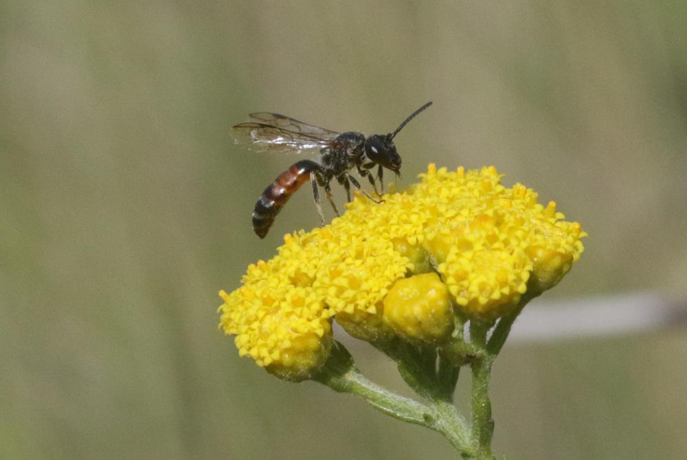 Lasioglossum calceatum (Scopoli, 1763)