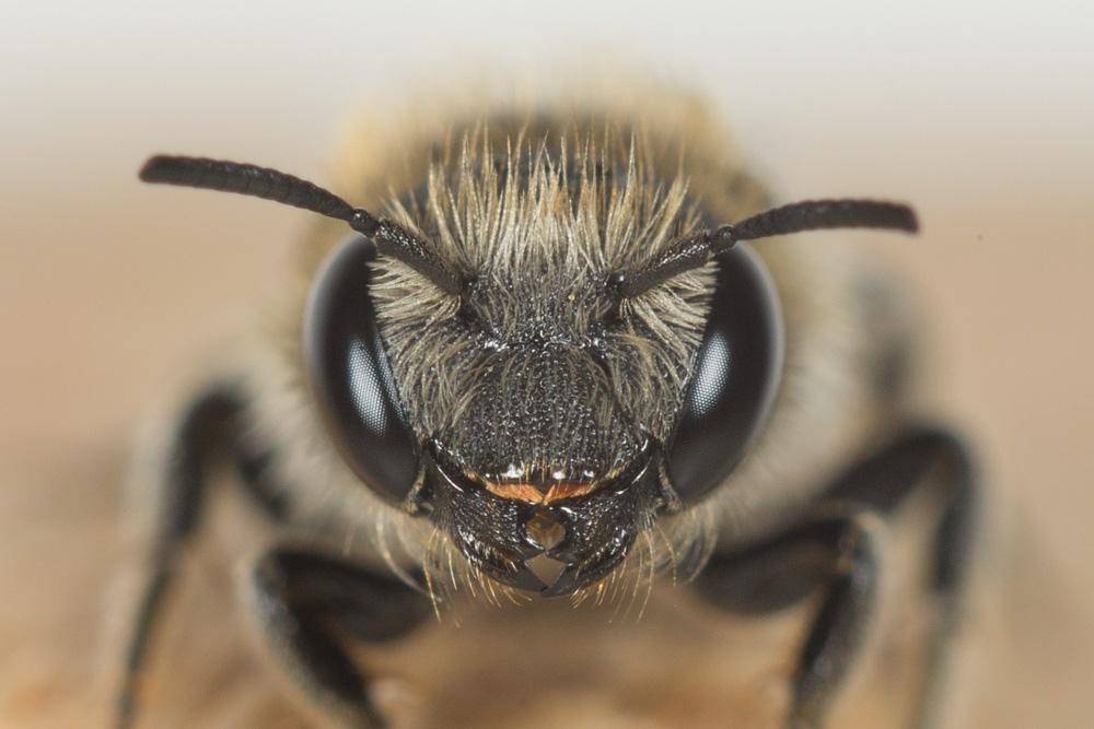 Osmia ligurica Morawitz, 1868
