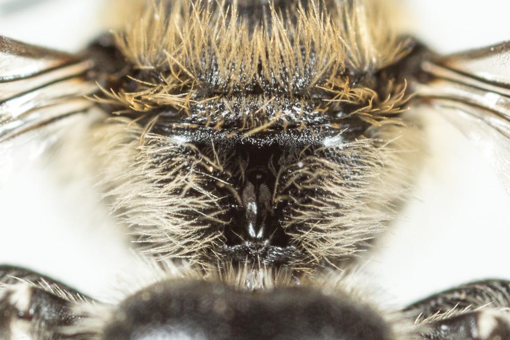 Osmia ligurica Morawitz, 1868