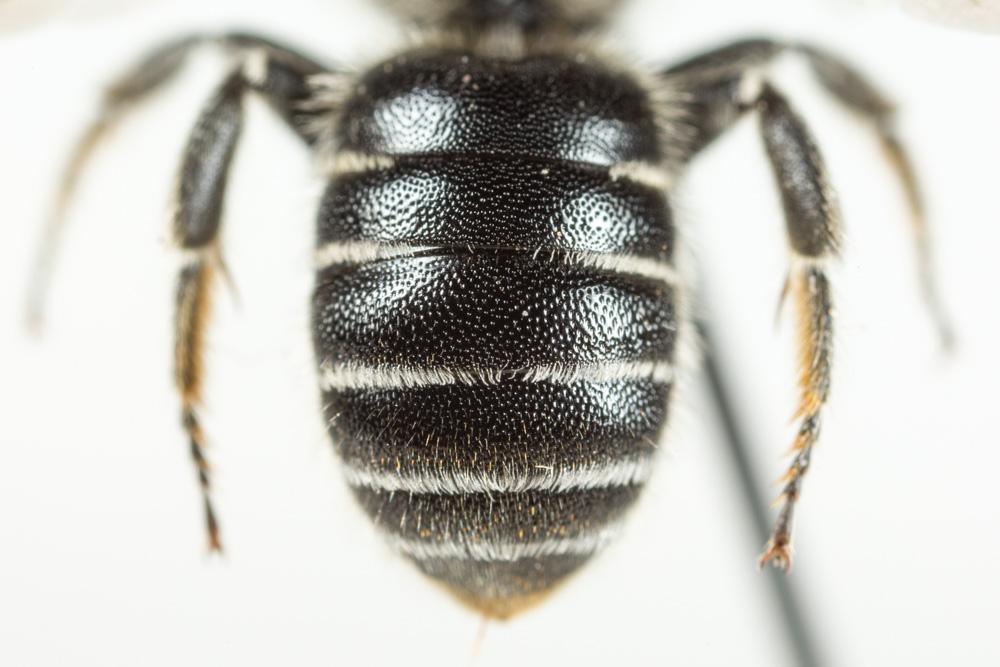Osmia ligurica Morawitz, 1868