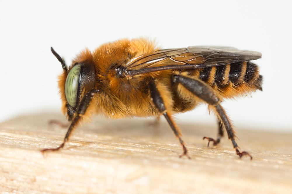 Lithurgus cornutus (Fabricius, 1787)