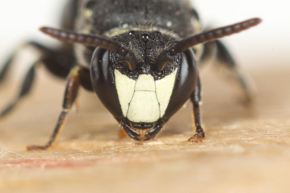 Hylaeus signatus (Panzer, 1798)