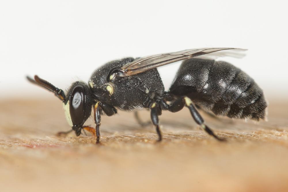 Hylaeus signatus (Panzer, 1798)