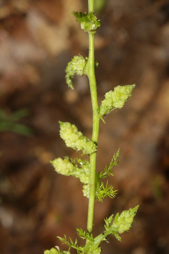 Dasineura asparagi