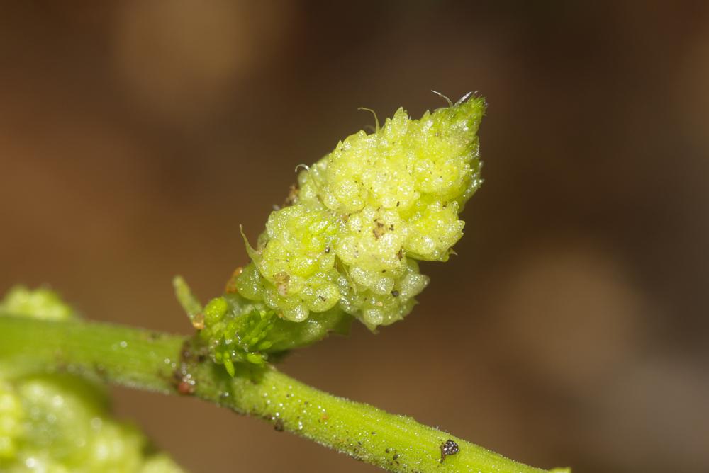 Dasineura asparagi
