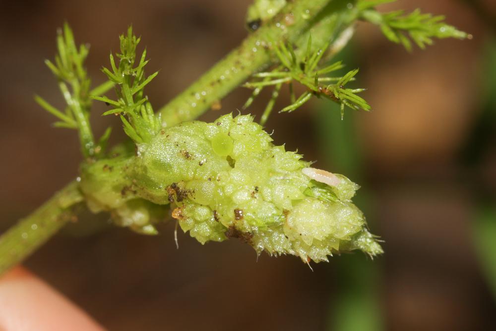 Dasineura asparagi