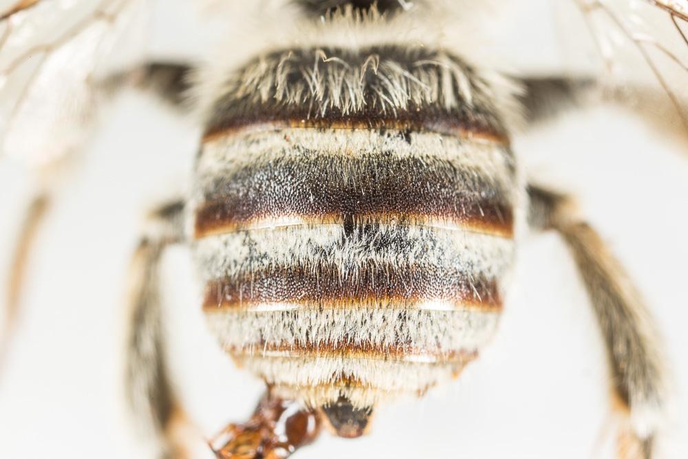 Tetraloniella graja (Eversmann, 1852)