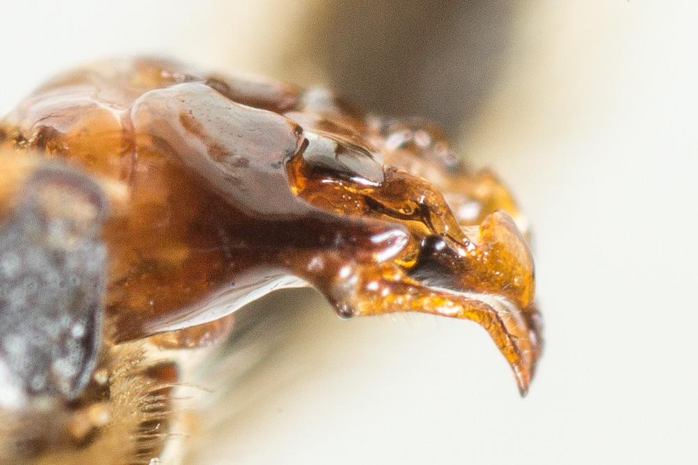 Tetraloniella graja (Eversmann, 1852)