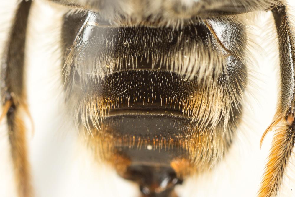 Eucère à face noire Eucera nigrifacies Lepeletier, 1841