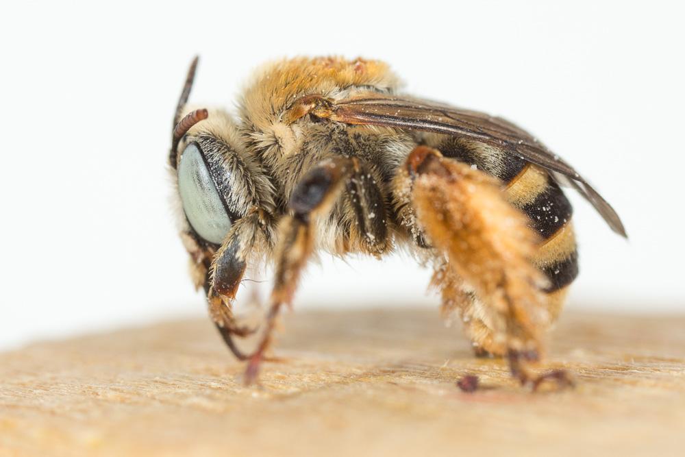 Tetraloniella graja (Eversmann, 1852)