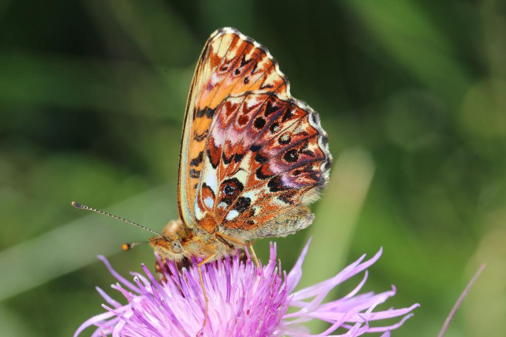 Nacré porphyrin (Le), Alezan (L'), Jason (Le), Gra Boloria titania (Esper, 1793)