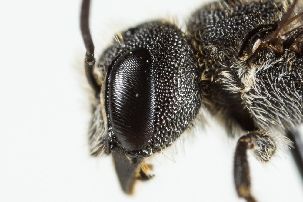 Heriades truncorum (Linnaeus, 1758)