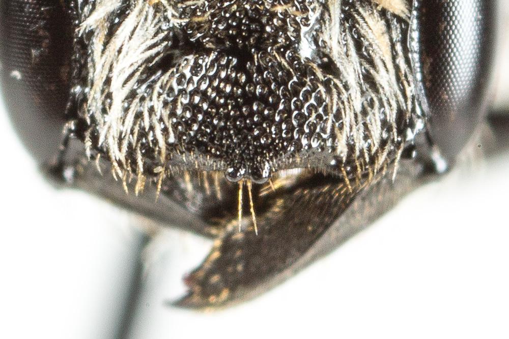 Le  Heriades truncorum (Linnaeus, 1758)
