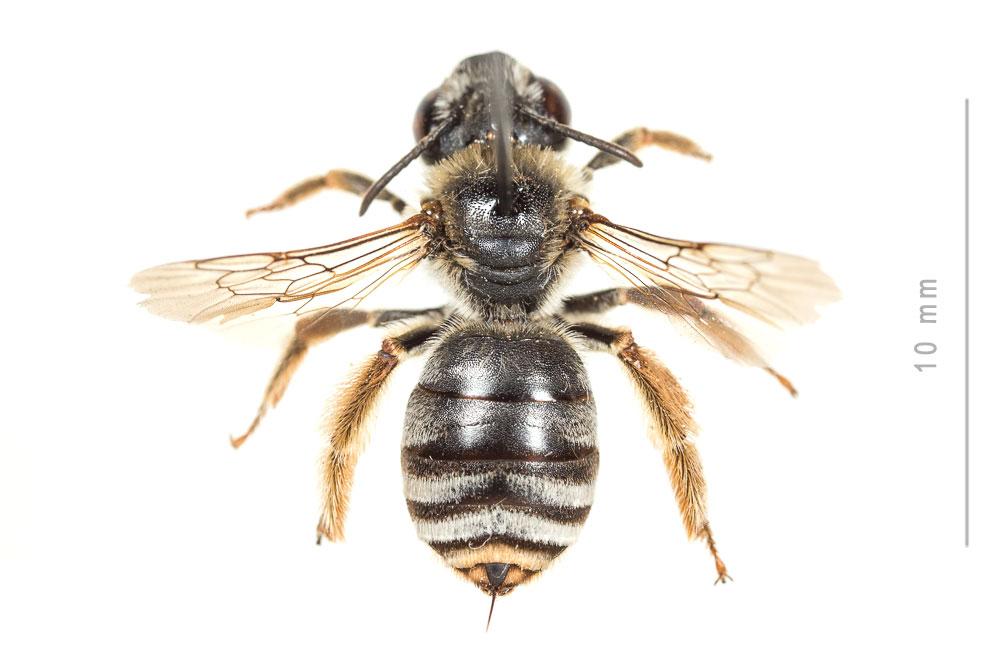Eucera clypeata Erichson, 1835