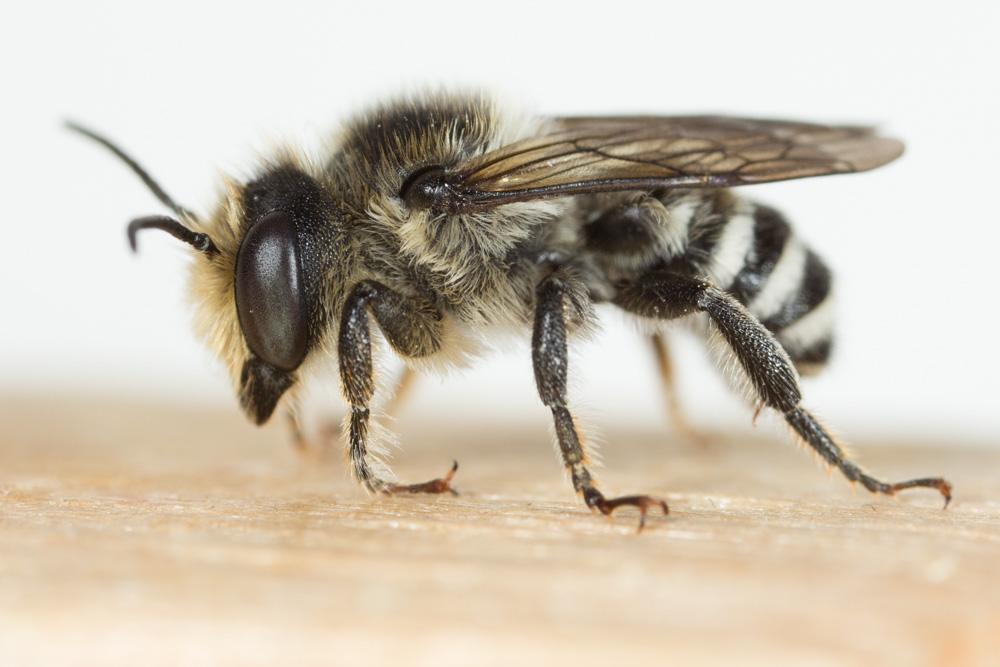 Megachile octosignata Nylander, 1852