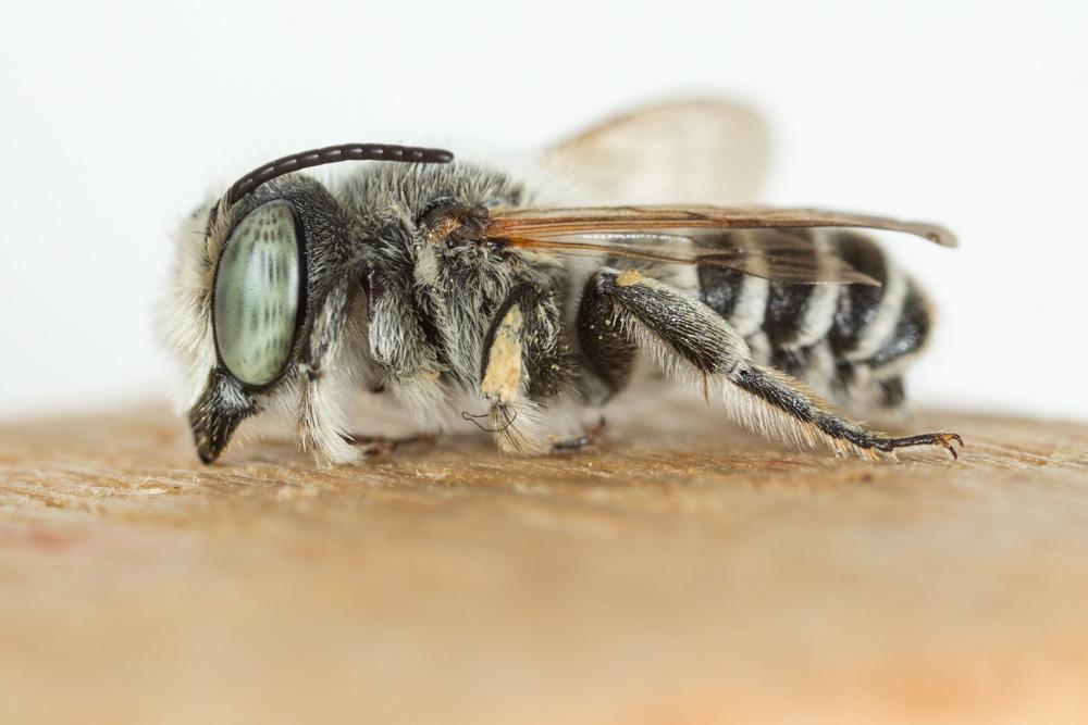 Megachile marginata Smith, 1853