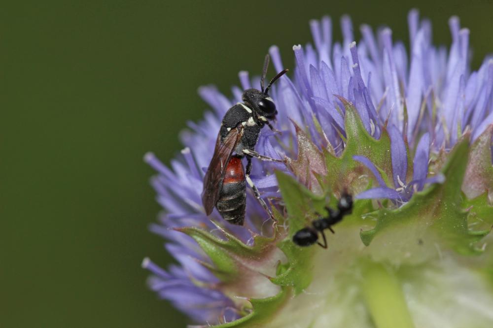 Hylaeus variegatus (Fabricius, 1798)