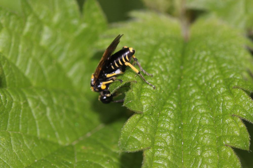 Macrophya crassula (Klug, 1817)
