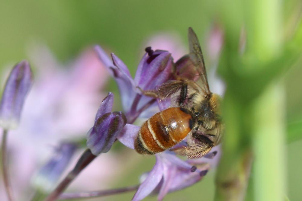 Andrena pellucens Pérez, 1895