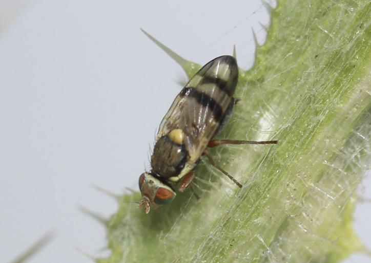 Urophora stylata (Fabricius, 1775)