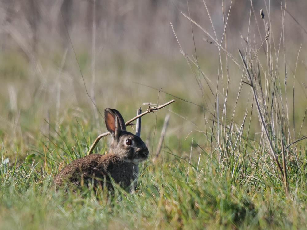 Lapin de garenne Oryctolagus cuniculus (Linnaeus, 1758)