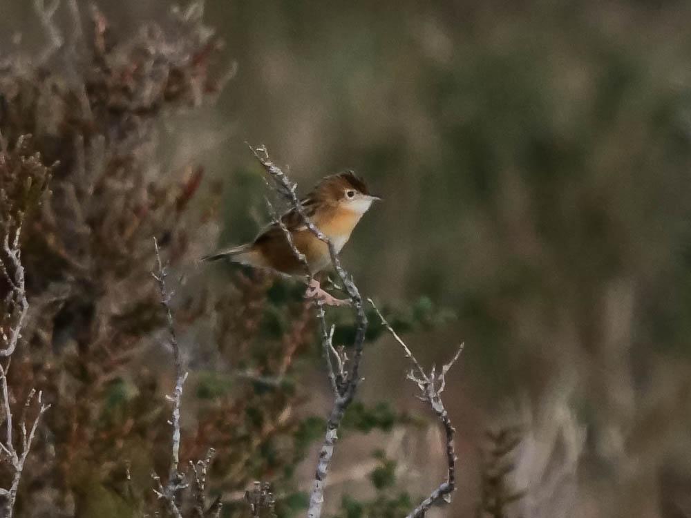 Cisticole des joncs Cisticola juncidis (Rafinesque, 1810)