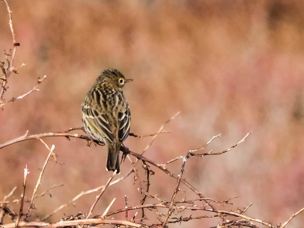 Cisticole des joncs Cisticola juncidis (Rafinesque, 1810)