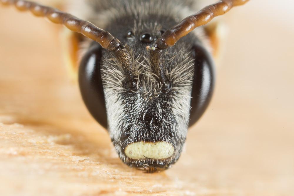 Halictus tridivisus Blüthgen, 1924