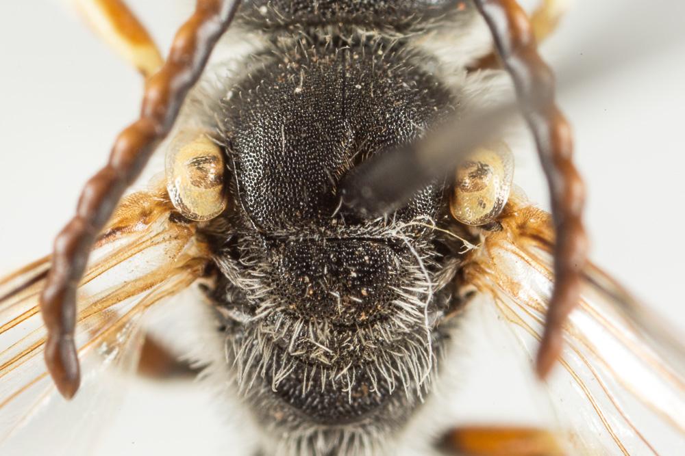 Halictus tridivisus Blüthgen, 1924